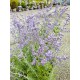 PEROVSKIA 'Blue Spire' 1-PACK