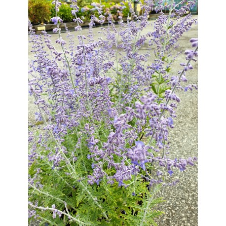 PEROVSKIA 'Blue Spire' 1-PACK