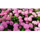 VIDJEHORTENSIA 'PINK ANNABELLE' buske 1-PACK