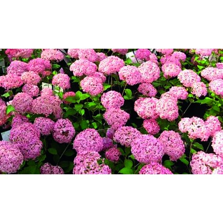 VIDJEHORTENSIA 'PINK ANNABELLE' buske 1-PACK