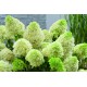 VIPPHORTENSIA 'SKYFALL' buske 1-PACK