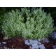 STENKYNDEL 'WHITE CLOUD' 1-PACK
