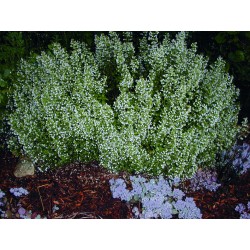 STENKYNDEL 'WHITE CLOUD' 1-PACK