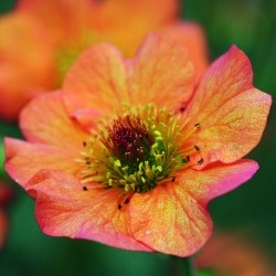 TRÄDGÅRDSNEJLIKROT 'TOTALLY TANGERINE' 1-PACK