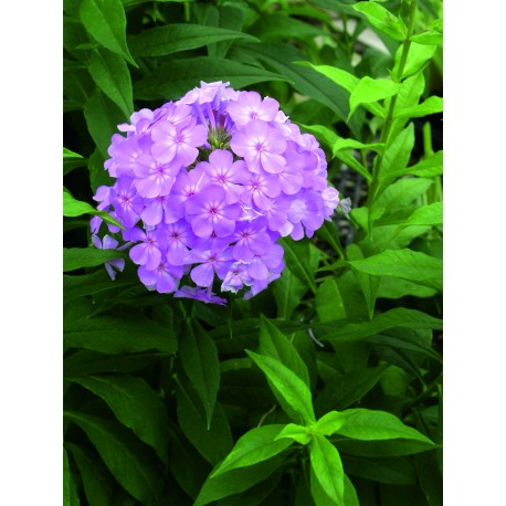 HÖSTFLOX 'DAVID LAVENDER' 1-PACK