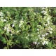 VIT KANTNEPETA 100-PACK