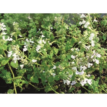 VIT KANTNEPETA 100-PACK