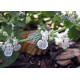 VIT KANTNEPETA 100-PACK