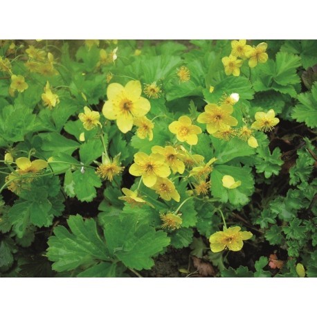 WALDSTEINIA/GULLGRÖNA 100-PACK