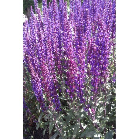 STÄPPSALVIA 'CARADONNA' 100-PACK (Storpack)