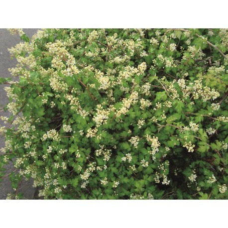 LITEN STEFANANDRA buske 100-PACK