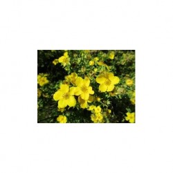 ÖLANDSTOK 'GOLDFINGER' buske 100-PACK (Storpack)