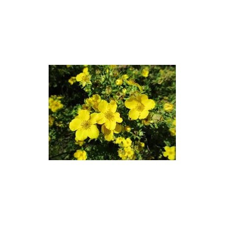 ÖLANDSTOK 'GOLDFINGER' buske 100-PACK (Storpack)