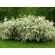 NORSK SPIREA buske 100-PACK (Storpack)