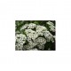 NORSK SPIREA buske 100-PACK (Storpack)