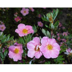 ÖLANDSTOK 'PINK BEAUTY' buske