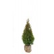 THUJA 'SMARAGD' häck/busk 80-100 kl 100-pack (Storpack)