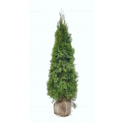THUJA 'SMARAGD' 180-200 kl Extra 24-pack (Storpack)
