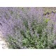 KANTNEPETA 'WALKERS LOW'