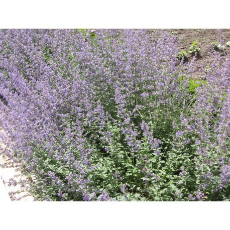 KANTNEPETA 'WALKERS LOW'