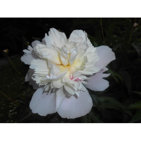 LUKTPION 'Duchesse de Nemours'