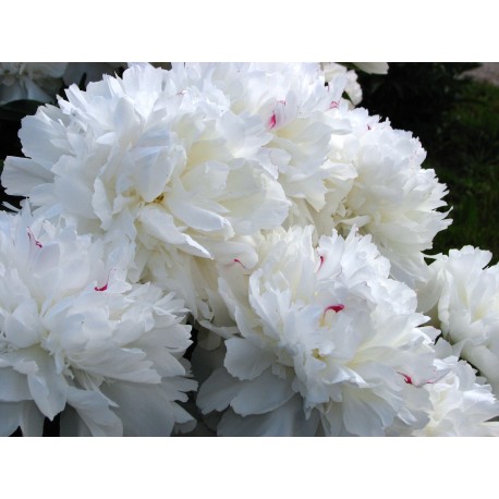 LUKTPION 'Festiva Maxima'