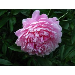 LUKTPION 'SARAH BERNHARDT'
