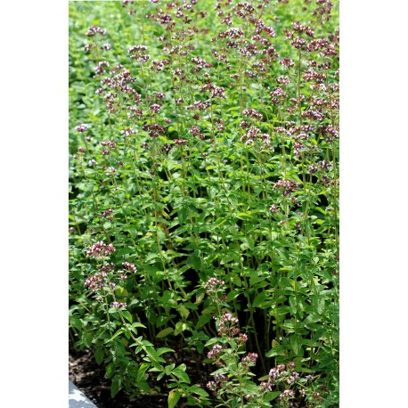 GULBLADIG OREGANO 1-PACK