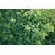 LÅG OREGANO/ KUNGSMYNTA