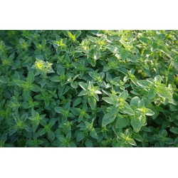 LÅG OREGANO/ KUNGSMYNTA