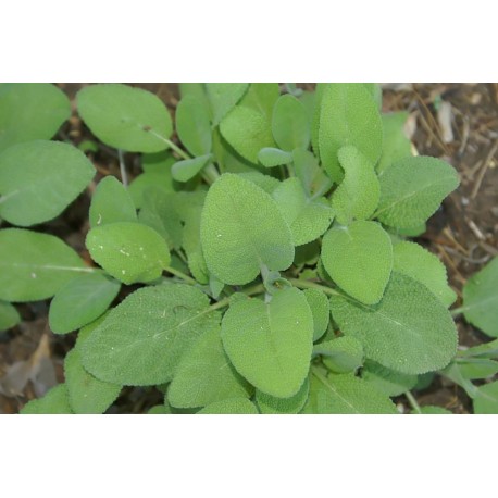 KRYDDSALVIA 'BERGGARTEN' 1-PACK