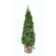THUJA 'SMARAGD' 180-200 kl Extra 96-pack (Storpack)
