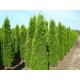 THUJA 'SMARAGD' 140-160 kl Extra 96-pack (Storpack)