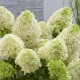 VIPPHORTENSIA 'SKYFALL' buske 1-PACK
