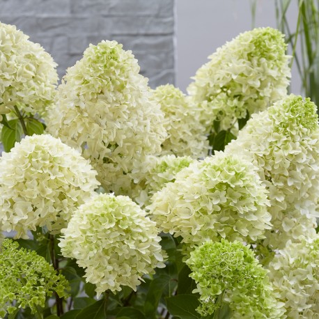 VIPPHORTENSIA 'SKYFALL' buske 1-PACK