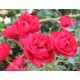 RED FAIRY 1-PACK
