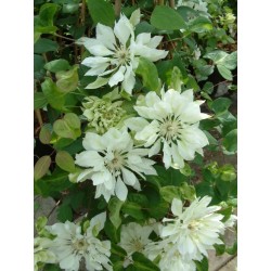 Klematis 'YUKIOKOSHI' 1-PACK