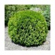 KLOTTHUJA 'LITTLE GIANT' 1-PACK