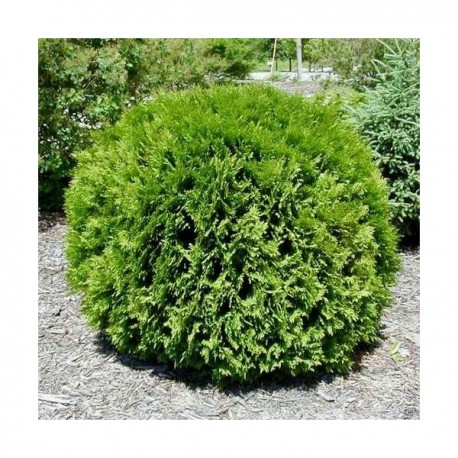 KLOTTHUJA 'LITTLE GIANT' 1-PACK