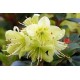 RHODODENDRON 'PRINCESS ANNE' 1-PACK