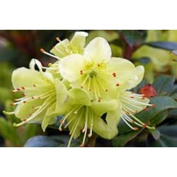 RHODODENDRON 'PRINCESS ANNE' 1-PACK
