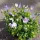 BUKETTVIOL 'ULLAS FAVORIT' 1-PACK