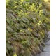 BLEKGUL SOCKBLOMMA 1-PACK