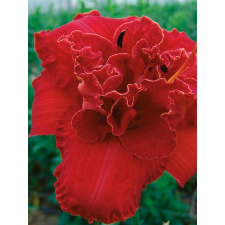 DAGLILJA 'MOSES FIRE' 1-PACK