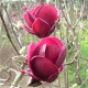 ROSENMAGNOLIA 'GENIE' buske 1-PACK