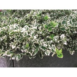 VITBROKIG BENVED buske