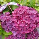 HORTENSIA 'DEEP PURPLE DANCE' 1-PACK
