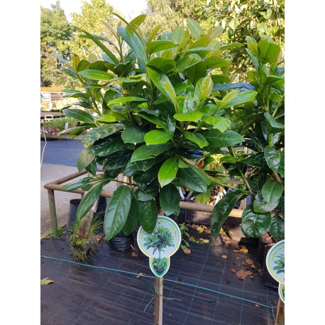 LAGERHÄGG 'ETNA' PÅ STAM 1-PACK