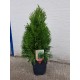 THUJA 'SMARAGD' 40-45 cm co 2 L 1-PACK