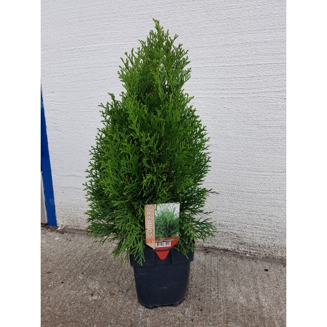 THUJA 'SMARAGD' 40-45 cm co 2 L 1-PACK